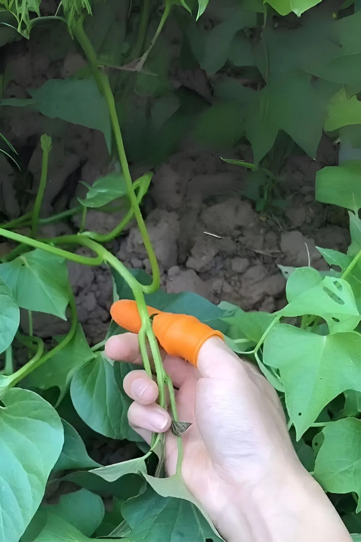 🥬SİLİKON PARMAK AYIKLAMA SETİ - dibidip 