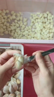 🧄SARIMSAK SOYACAK