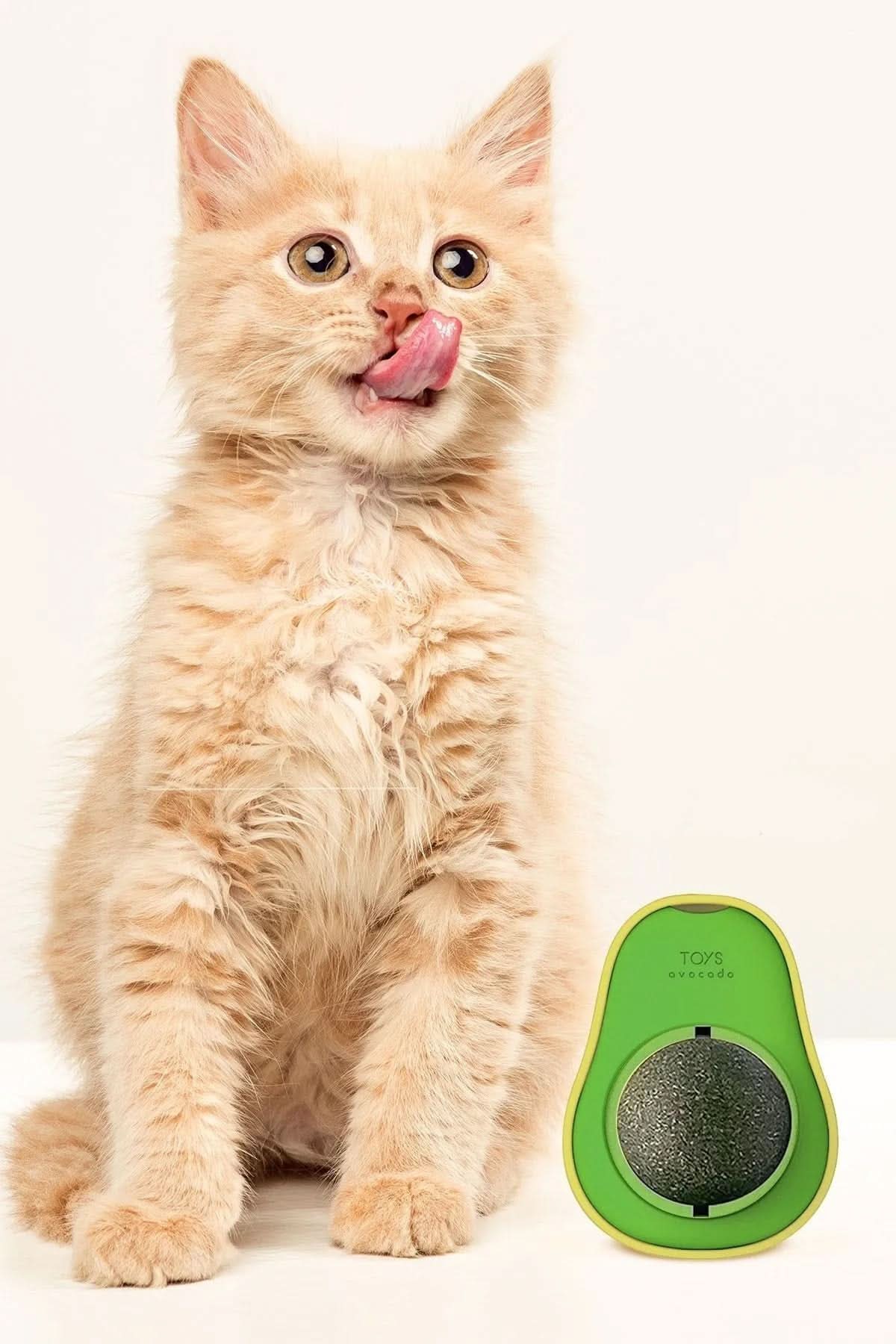 🐱🌿 YENİLEBİLİR AVOKADO KEDİ NANESİ - dibidip 